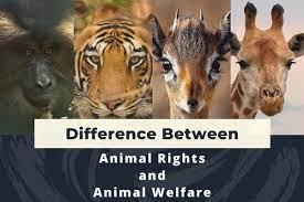 Animal Rights and Welfare