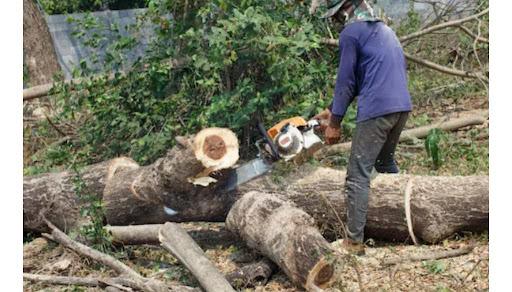 Green Wagholi Mission: Save Our Trees